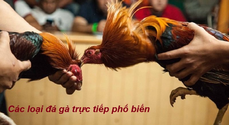 Các loại đá gà trực tiếp phổ biến
