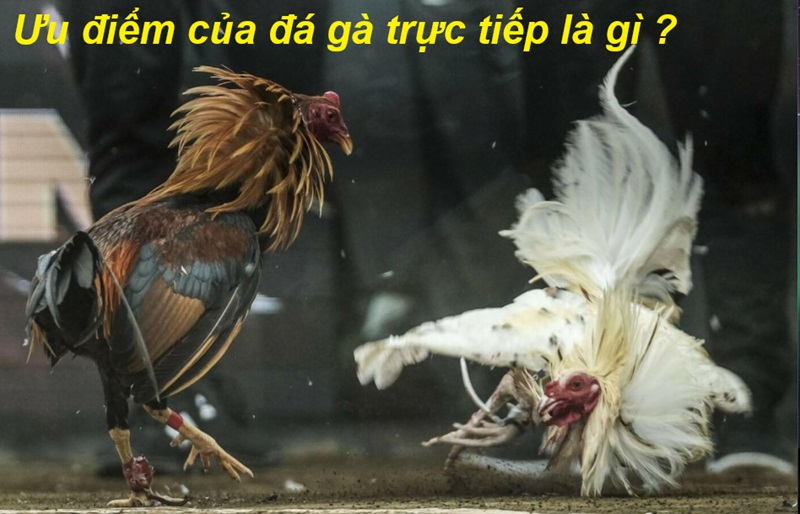 Ưu điểm của đá gà trực tiếp là gì ?